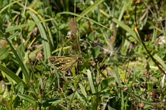 David Plant Photography - Wildlife Photography - Silver spotted skipper - A
